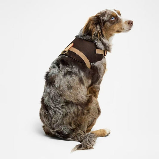 The Dog Everyone Asks About — Street-Style Harness
